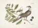 Coucou de Caroline - Mark Catesby — Ansicht des Kunstwerks