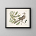 Coucou de Caroline - Mark Catesby — gerahmtes Bild an der Wand