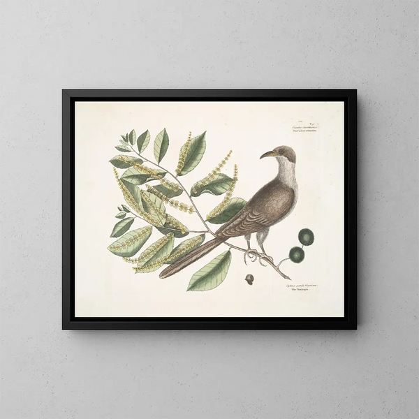 Coucou de Caroline - Mark Catesby — gerahmtes Bild an der Wand