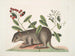 Cuniculus bahamensis, der Bahama-Hase - Mark Catesby — Ansicht des Kunstwerks
