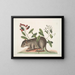 Cuniculus bahamensis, der Bahama-Hase - Mark Catesby — gerahmtes Bild an der Wand