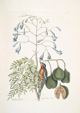 Mark Catesby - Fringilla Bahamiensis The Bahama Finch Bignonia flore coeruleo The broadleafed Guaiacum with blue flowers.webp