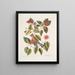 Buisson de feuilles de corne c Garullus carolinensis Le Bavard - Mark Catesby — gerahmtes Bild an der Wand