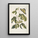 Frutex Viginianus Papilio caudatus maximus - Mark Catesby — gerahmtes Bild an der Wand
