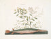 Der grüne Schwertfisch - Mark Catesby — Ansicht des Kunstwerks