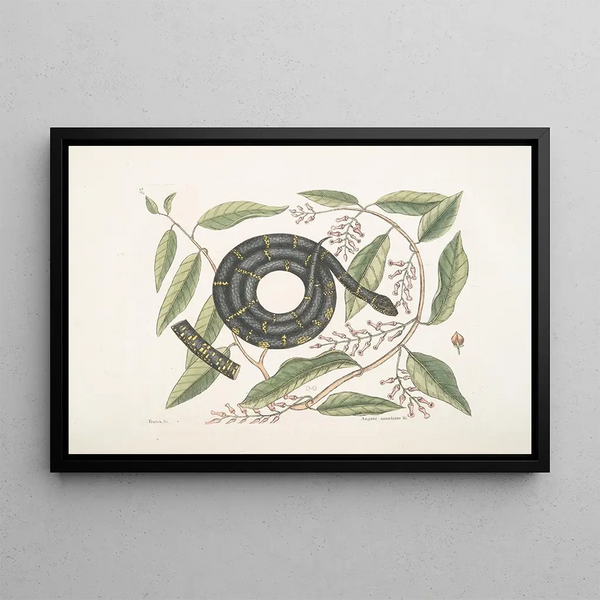 Mark Catesby — gerahmtes Bild an der Wand