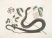 Frutex c Anguis c Der schwarze Schlange - Mark Catesby — Ansicht des Kunstwerks