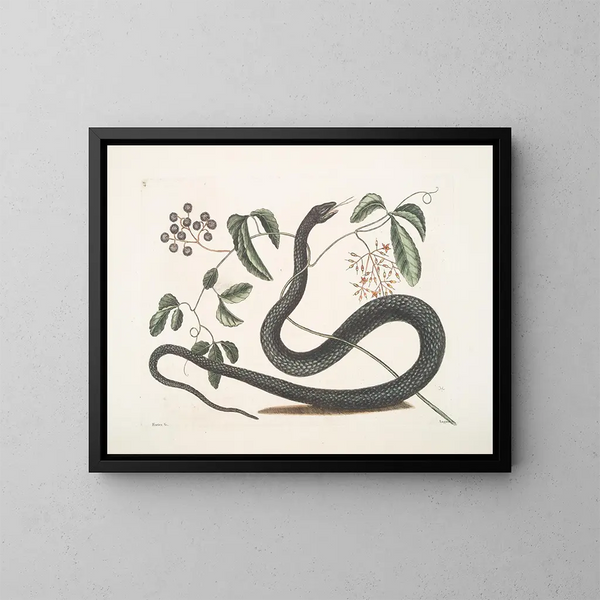 Frutex c Anguis c Der schwarze Schlange - Mark Catesby — gerahmtes Bild an der Wand
