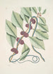 Frutex c Anguis gracilis cruleoviridis Der blaue-grüne Schlange - Mark Catesby — Ansicht des Kunstwerks