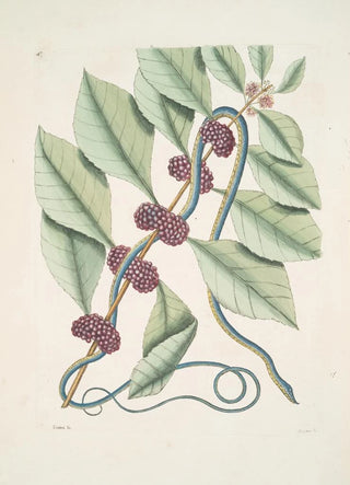 Mark Catesby - Frutex c Anguis gracilis cruleoviridis The blueishgreen Snake.webp