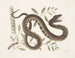 Frutex et Vipera Aquatica - Mark Catesby — Ansicht des Kunstwerks