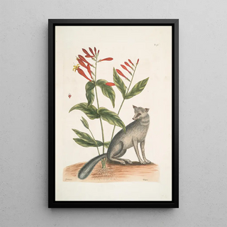 Mark Catesby - Gentiana The Indian Pink Vulpis The Grey Fox.webp