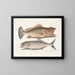Gugupuguacu le hindou Saliatrix Skipjack - Mark Catesby — gerahmtes Bild an der Wand