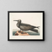 Hirondelle de mer, le Noddy - Mark Catesby — gerahmtes Bild an der Wand
