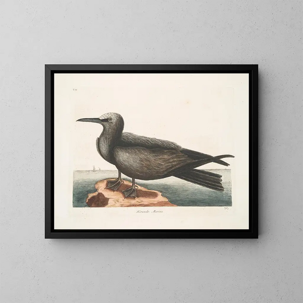 Hirondelle de mer, le Noddy - Mark Catesby — gerahmtes Bild an der Wand