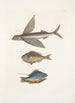 Hirundo Der fliegende Fisch Perca c Der Steuerfisch Perca fluviatilis c Der Süßwasserhecht - Mark Catesby — Ansicht des Kunstwerks