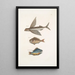 Hirundo Der fliegende Fisch Perca c Der Steuerfisch Perca fluviatilis c Der Süßwasserhecht - Mark Catesby — gerahmtes Bild an der Wand