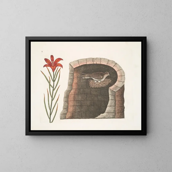 Hirondelle à queue épineuse, l'hirondelle américaine, lis à fleurs rouges singulier - Mark Catesby — gerahmtes Bild an der Wand