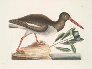 Mark Catesby - Hmatopus The Oyster Catcher.webp