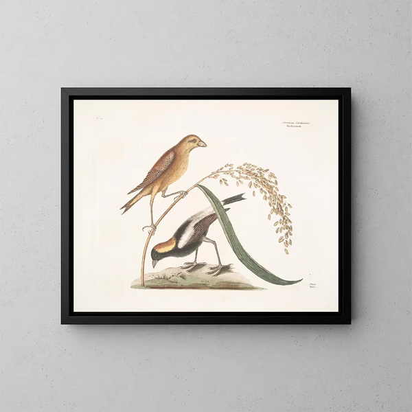 Der Reissperling - Mark Catesby — gerahmtes Bild an der Wand