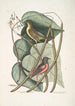 Icterus minor L'oiseau bâtard de Baltimore Bignonia Urusu foliis c Catalpa-Baum - Mark Catesby — Ansicht des Kunstwerks