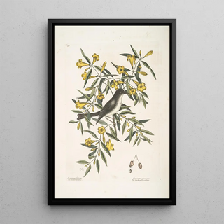 Mark Catesby - Jasminum luteumThe yellow Jessamy Muscicapa nigrescens The Blackcap Flycatcher.webp