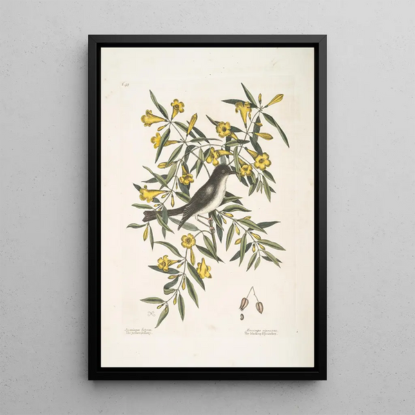 Mark Catesby - Jasminum luteumThe yellow Jessamy Muscicapa nigrescens The Blackcap Flycatcher.webp
