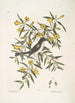 Jasminum luteum Der gelbe Jasmin Muscicapa nigrescens Der Schwarzkopf-Mückenfänger - Mark Catesby — Ansicht des Kunstwerks