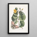 Ketmia L'arbre Mano Phalna fusca c - Mark Catesby — gerahmtes Bild an der Wand