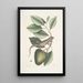Lacertus Indicus L'iguane Anona - Mark Catesby — gerahmtes Bild an der Wand