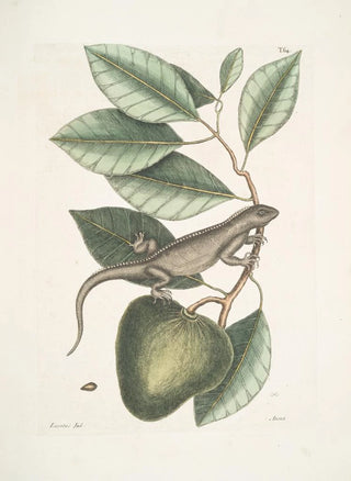 Mark Catesby - Lacertus Indicus The Guana Anona.webp