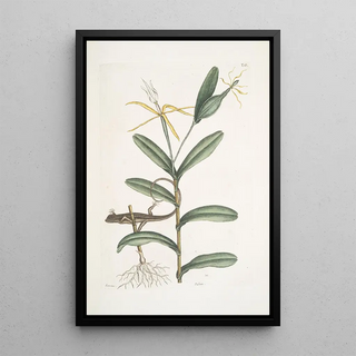 Mark Catesby - Lacertus griseus The LionLizard Viscum.webp