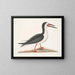 Larus major, der große Labbes - Mark Catesby — gerahmtes Bild an der Wand