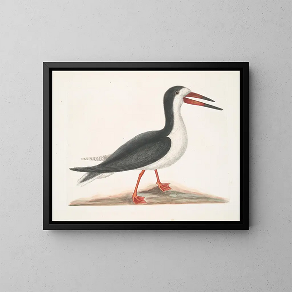 Larus major, der große Labbes - Mark Catesby — gerahmtes Bild an der Wand