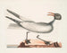 Der lachende Seeschwalbe - Mark Catesby — Ansicht des Kunstwerks