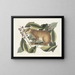 Der Hase von Java - Mark Catesby — gerahmtes Bild an der Wand