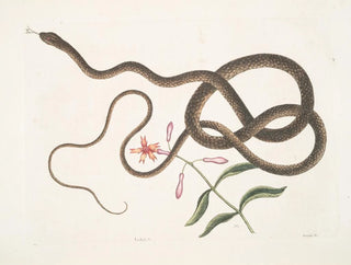 Die Peitschenotter - Mark Catesby — Ansicht des Kunstwerks
