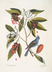 Magnolia Lauri folio Subtus albicante Der süße Lorbeer mit Blumen Coccothraustes coeruleus Der Blaumeise - Mark Catesby — Ansicht des Kunstwerks