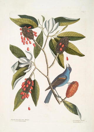 Mark Catesby - Magnolia Lauri folio Subtus albicante The Sweet flowring Bay Coccothraustes coeruleus The blew Grosbeak.webp