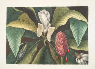 Magnolia, der Regenschirmbaum - Mark Catesby — Ansicht des Kunstwerks