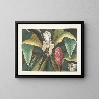 Magnolia, der Regenschirmbaum - Mark Catesby — gerahmtes Bild an der Wand