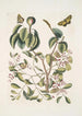 Mancanilla Pyri facie Le mancenillier Viscum foliis latioribus Papilio medius c - Mark Catesby — Ansicht des Kunstwerks