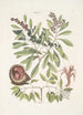 Manghala c Frutex c Cancellus terrestris Bahamensis Der Hummer - Mark Catesby — Ansicht des Kunstwerks