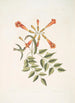 Mellivora c Der Kolibri Bignonia c Die Trompetenblume - Mark Catesby — Ansicht des Kunstwerks