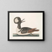 Mergule - Mark Catesby — gerahmtes Bild an der Wand