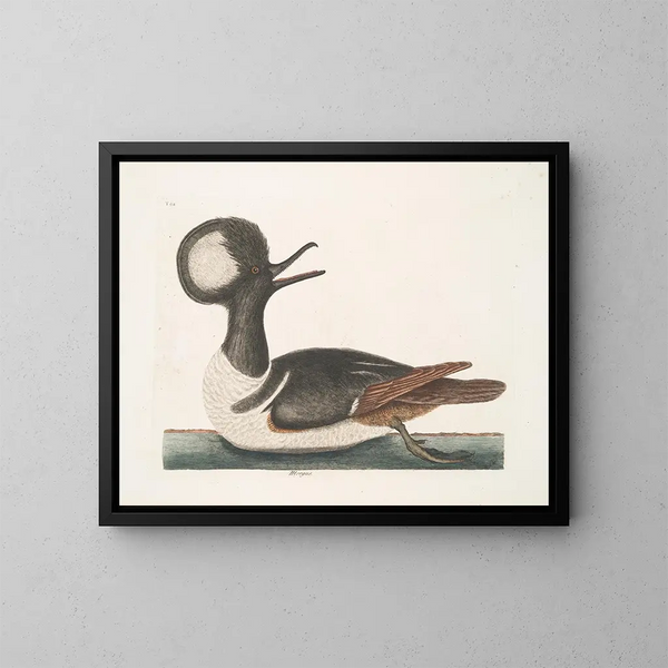 Mergule - Mark Catesby — gerahmtes Bild an der Wand