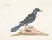 Der violette Rabe - Mark Catesby — Ansicht des Kunstwerks