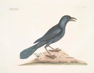 Der violette Rabe - Mark Catesby — Ansicht des Kunstwerks
