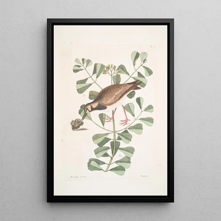 Mark Catesby - Morinellus marinus The TurnStone or SeaDottrel Frutex c.webp