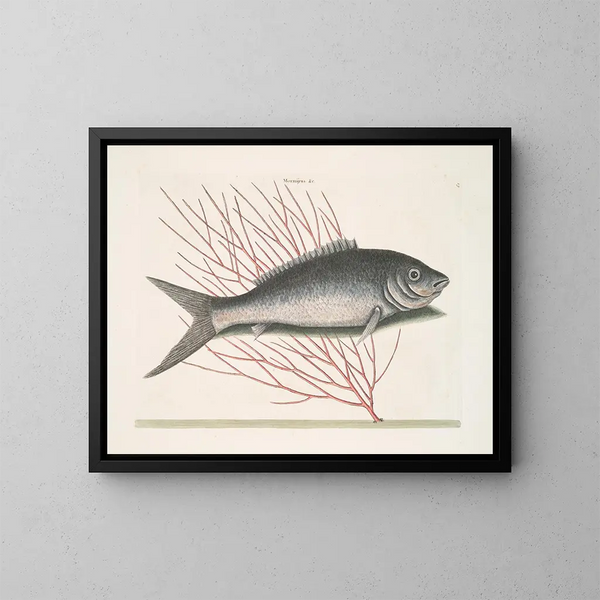 Mormijrus und der Knochenfisch - Mark Catesby — gerahmtes Bild an der Wand